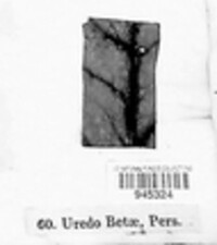 Uromyces betae image